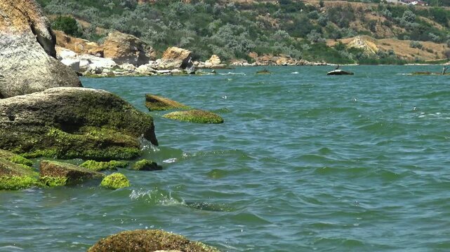 Dense growth of green gutweed Ulva intestinalis (Enteromorpha intestinalis) on stones in Khadzhibey Estuary