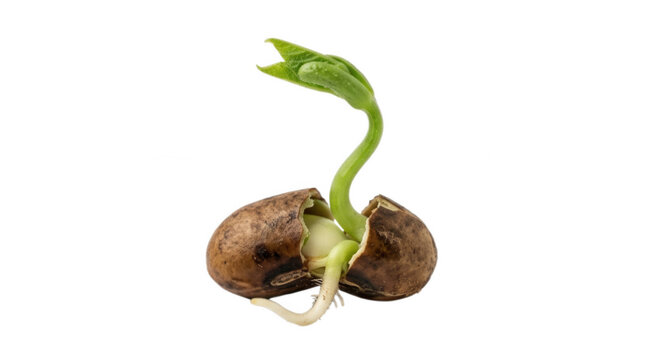 Seed sprouting from its shell with a green shoot and roots on a clear background showcasing the growth process