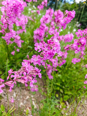 Obraz premium Pink Wild Catchfly Flowers in Meadow