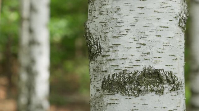 Birch tree trunk with textured white bark stands in a lush green summer forest. This organic wood surface represents a natural background, timber resource, and environmental conservation.