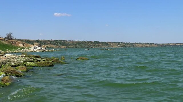 Dense growth of green gutweed Ulva intestinalis (Enteromorpha intestinalis) on stones in Khadzhibey Estuary.