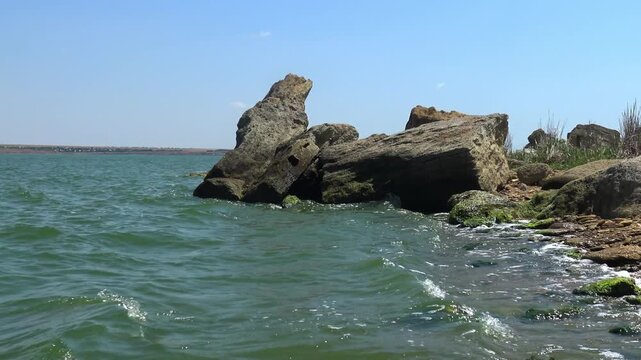 Rocky shoreline covered with dense Ulva intestinalis (Enteromorpha intestinalis) algae in Khadzhibey Estuary