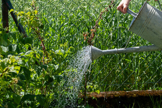 Pflanzen im sonnigen Garten gie&szlig;en