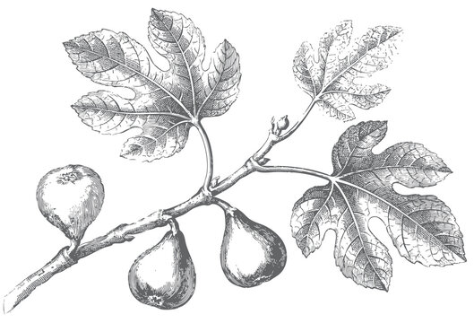 Vintage engraved fig botanical illustration set isolated on white background featuring whole fig sliced fig branch leaves and antique hand drawn line art