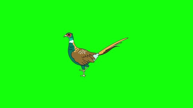 A majestic colorful peacock with teal green head, red eye patch, white neck ring and long elegant golden-brown tail stands gracefully on solid bright lime green background in vibrant cartoon vector st