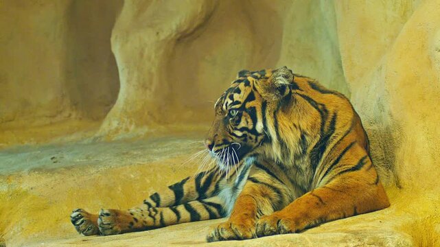 Sumatran Tiger Resting in Zoo Habitat on a Sunny Summer Morning | 4K Wildlife Footage