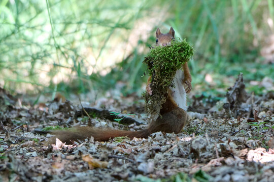 A squirrel is sitting on its hind legs, having grabbed some moss and stuffed it into its mouth