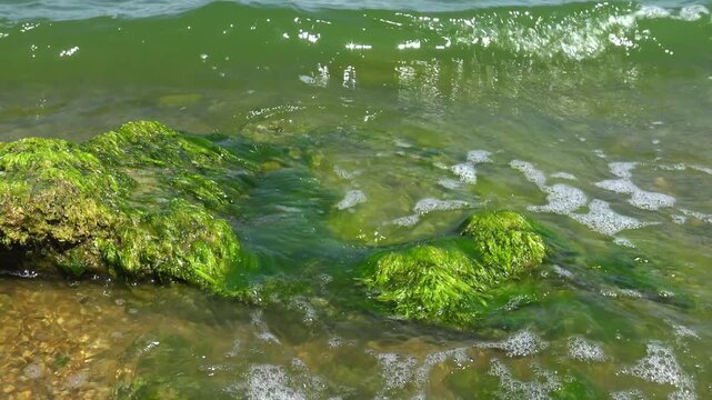 Coastal rocks overgrown with vivid green Ulva intestinalis (Enteromorpha intestinalis) macroalgae in Khadzhibey Estuary
