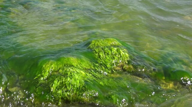 Coastal rocks overgrown with vivid green Ulva intestinalis (Enteromorpha intestinalis) macroalgae in Khadzhibey Estuary.