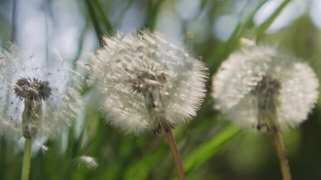 Dandelion fluff shines in summer sunlight. Dandelion seed head feels airy. Dreamy dandelion bokeh creates hope. Outdoor dandelion concept looks cinematic.