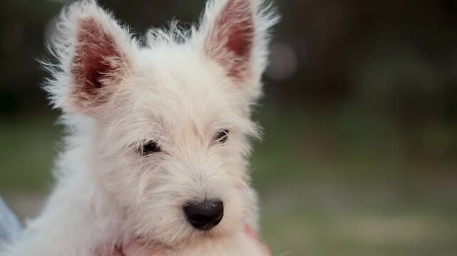 Close up portrait of a cute white west highland white terrier puppy looking at camera