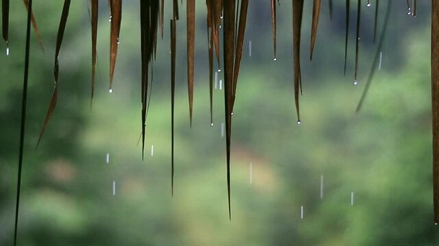 Close up of rain drops dripping from a traditional thatched roof during the tropical monsoon season with a soft blurred green nature background.