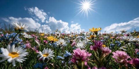 Fototapeta premium Vibrant Wildflower Meadow Under Blue Sky with Sunburst, Ideal for Nature and Wellness Themes