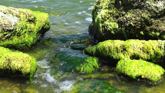 Stones covered with a dense layer of bright green algae of the species Enteromorpha intestinalis (currently accepted name: Ulva intestinalis) in Khadzhibey Estuary