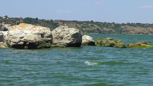 Stones densely covered with bright green Ulva intestinalis (Enteromorpha intestinalis) algae in Khadzhibey Estuary