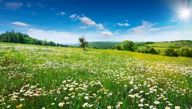 Beatiful Natural Spring Summer Landscape Of A Flowering Medow