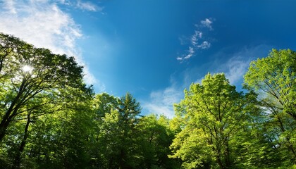 Fototapeta premium Green Foliage Of Trees Against Blue Sky Forest In Sunny Day