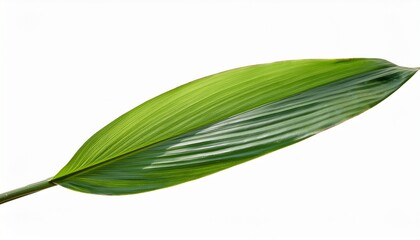 Obraz premium Single Long Narrow Green Pandan Leaf Blade Isolated On Transparent Background