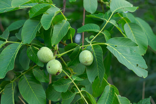 green wallnuts fruits on a tree