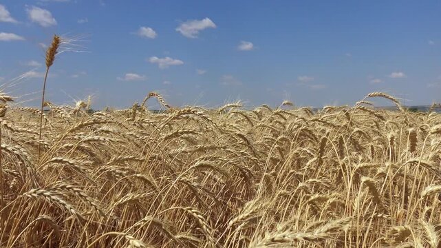 Ukraine. A ripe wheat (Triticum aestivum L.) field under a clear blue sky.