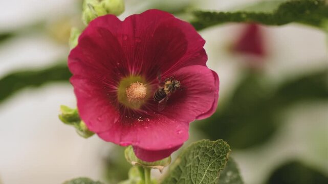 Honey bee collecting pollen on dark red hollyhock flower close up