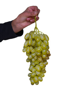 A vertical studio shot of a person's hand holding a very large, elongated bunch of ripe green grapes, completely isolated on a clean white background.