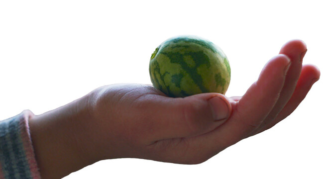 A small watermelon in a girl's hand on a white background