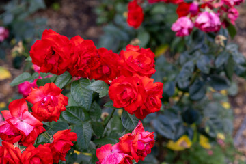 Fototapeta premium Red roses blooming in a natural garden environment