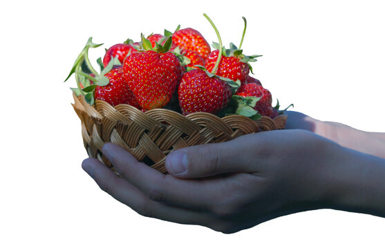 Strawberries in a basket in hand on a white background