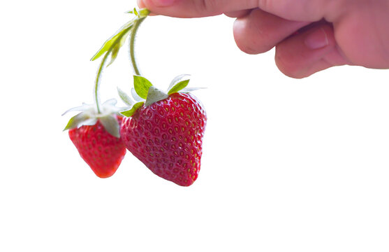 holding a pair of strawberries hanging in his hand on a white background