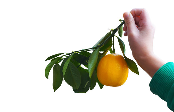 Close-up of a hand holding a ripe lemon fruit with green leaves