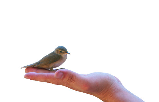 Tiny Songbird Perched on a Person's Palm - Concept of Trust and Nature.Close-up of a Little Warbler Bird Being Held Gently in a Hand.Common Chiffchaff or Reed Warbler Resting on a Human Palm
