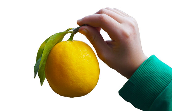 Close-up of a hand holding a ripe lemon fruit with green leaves
