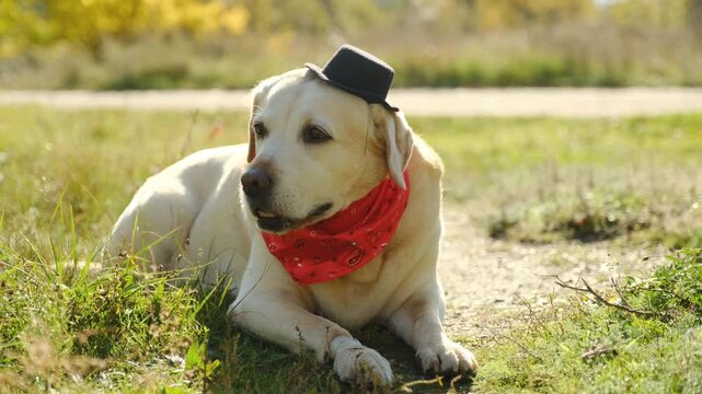 Labrador in top hat and red bandana Halloween costume in nature