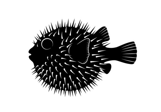 Black pufferfish with sharp spikes swimming.