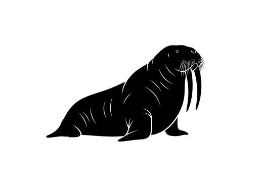 Black Walrus Silhouette Side View.
