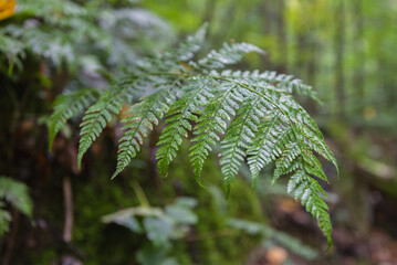 green fern leaves © Photopen