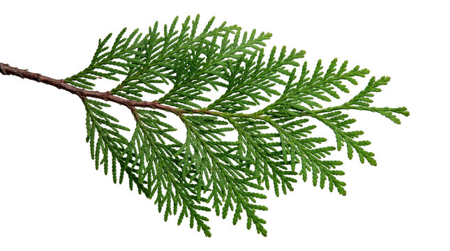 Natural green thuja branch for garden landscaping design isolated on transparent background png element.