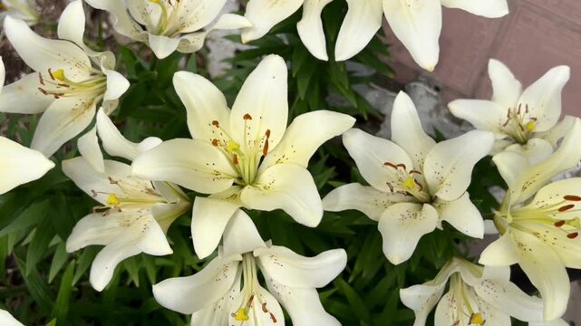 Video Cluster of white lilies with vivid green leaves in full bloom. Great for gardening promotions, magazines, websites, and seasonal campaigns.
