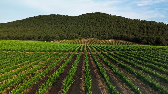 Cinematic aerial shot from a drone moving forward smoothly above symmetric green grapevine rows in a scenic vineyard valley with rolling hills and distant mountains in the background.