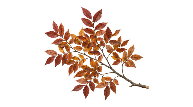 Autumn beech branch with golden brown leaves isolated on transparent background png for seasonal design.