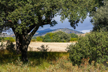 Fototapeta premium Holm oak tree framing rural landscape with hills and field