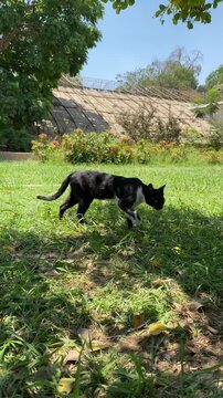 A black and white stray tuxedo cat walking gracefully on green grass under the sunlight in a garden. 