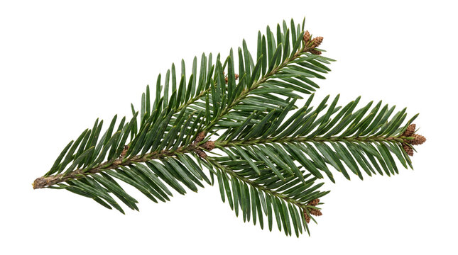 Evergreen fir tree branch with small pine cones isolated on transparent background png high resolution.
