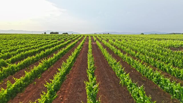 Features neat parallel rows of green grapevines on rich brown soil, stretching to a horizon with distant mountain hills under a soft evening light at sunset.