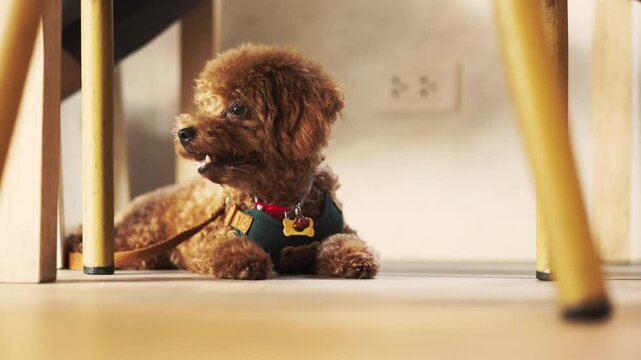 A cute brown toy poodle lying on an indoor floor wearing a harness. Happy best friend resting in beautiful morning daylight. Close up animal portrait shot with selective focus and blurred background.
