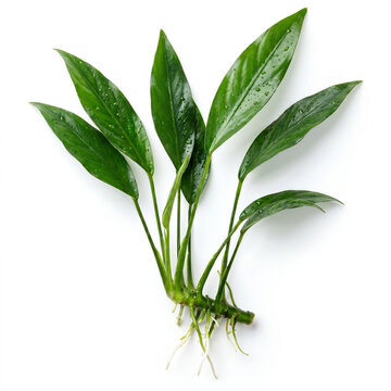 Top View of Anubias Barteri var. Glabra Aquarium Plant with Elongated Green Leaves Isolated on White Background