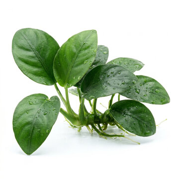 Anubias Nana Jade Aquarium Plant with Deep Green Oval Leaves and Healthy Rhizome Isolated on White Background