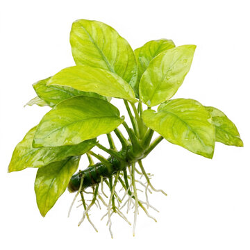Top View of Anubias Nana Gold with Bright Chartreuse Leaves and Healthy Rhizome Isolated on White Background