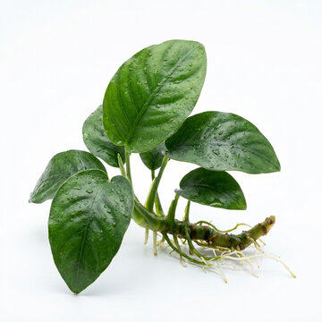 Side View Image of Anubias Nana Aquarium Plant with Compact Glossy Green Leaves and Exposed Roots Isolated on White Background